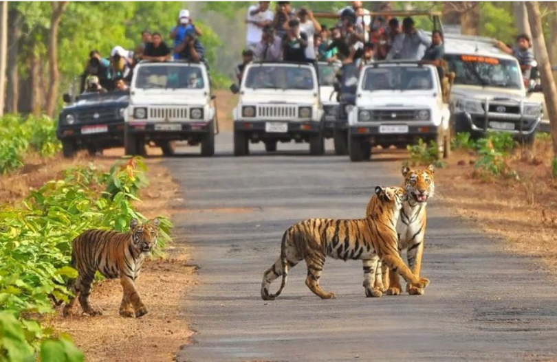 2 Days Corbett Tour From Delhi